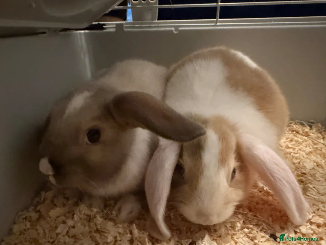 Mixed Breed rabbits for sale: 2 x male bunny rabbits along with cage  in Glasgow - Advert 2