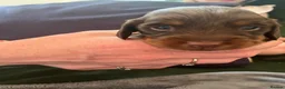 Dachshund dogs for sale: Beautiful dachshund puppies  - Advert 6