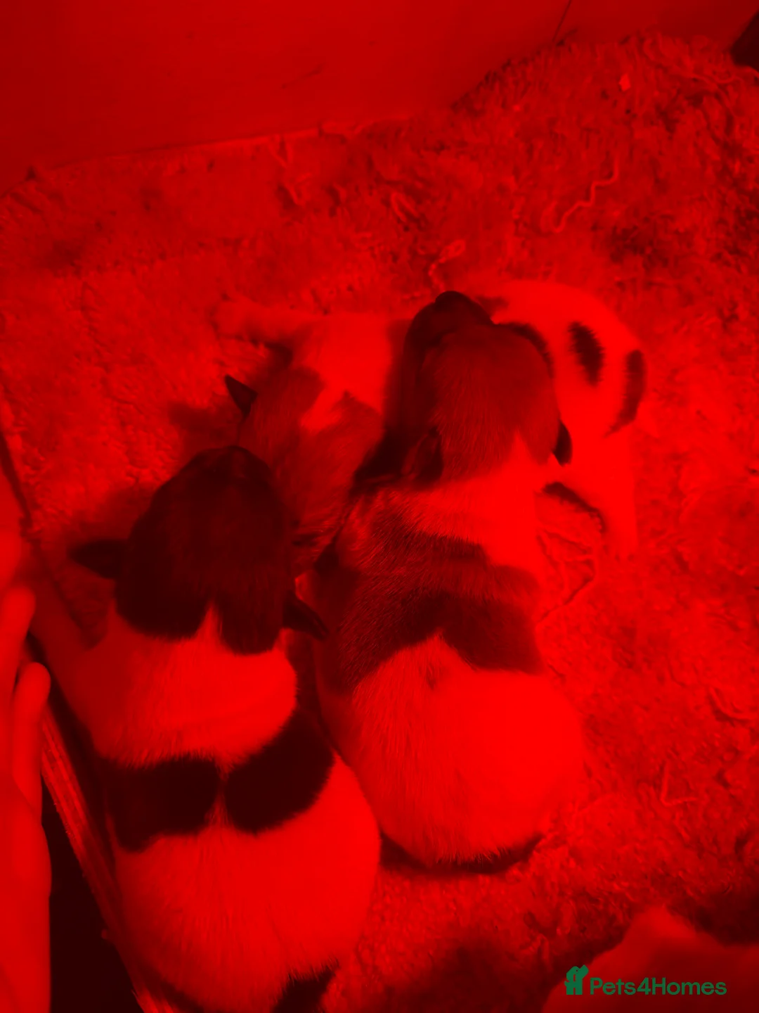 Jack Russell dogs for stud: Miniature jack Russell  in Leeds - Advert 7