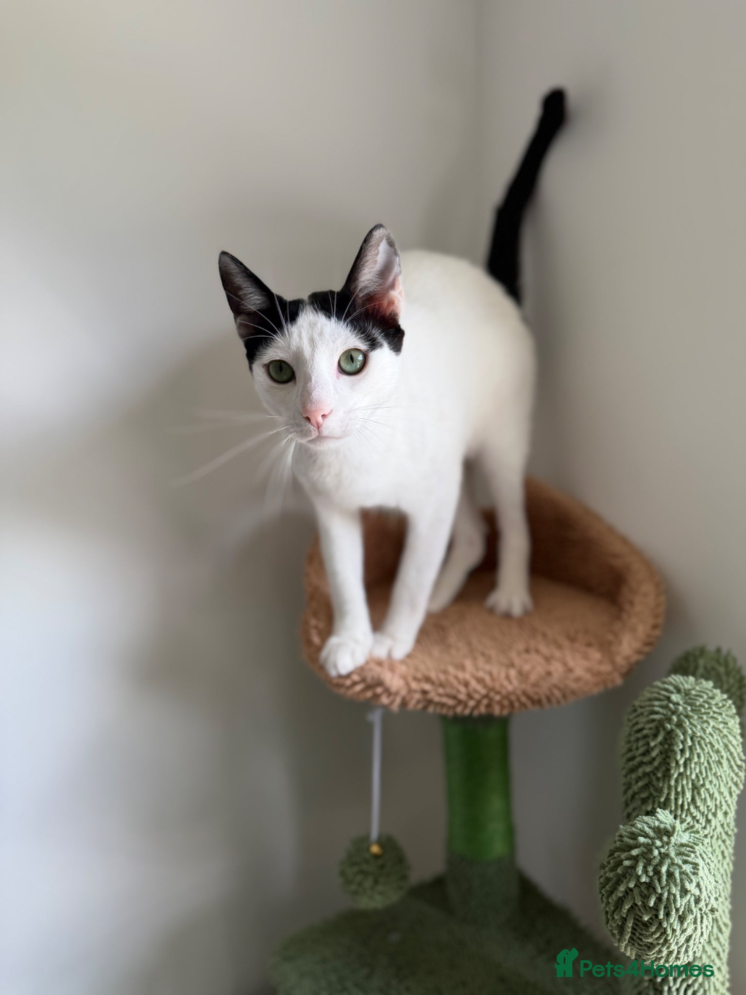 Arabian Mau cats Charlie 🐾 - Advert 1
