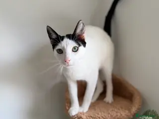 Arabian Mau cats for adoption: Charlie 🐾 - Advert 2