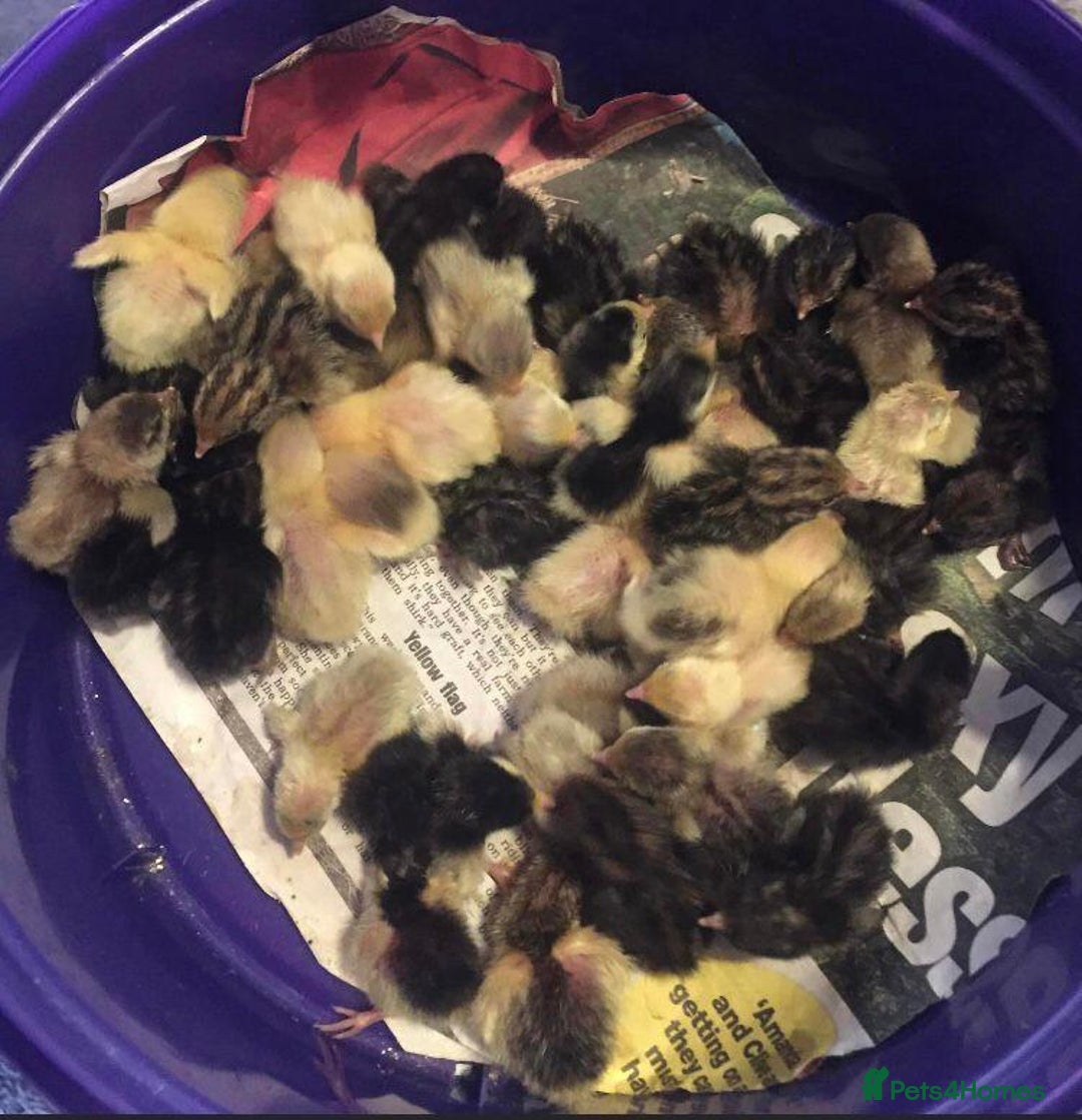 Quail poultry for sale: QUAIL HATCHING EGGS/1ST SEPTEMBER ! - Image 22
