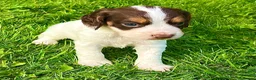 Cocker Spaniel dogs for sale: Working cocker spaniel pups  - Advert 4