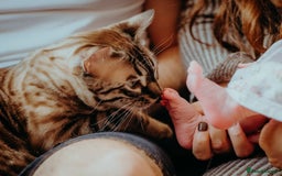 Bengal cats for sale: 2x Female Bengals  - Image 2