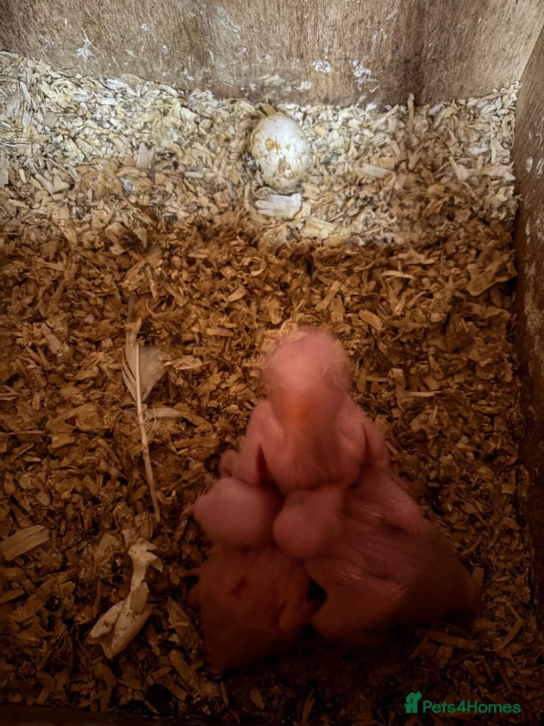 Ringnecks birds for sale: Baby Indian ringneck  - Advert 3