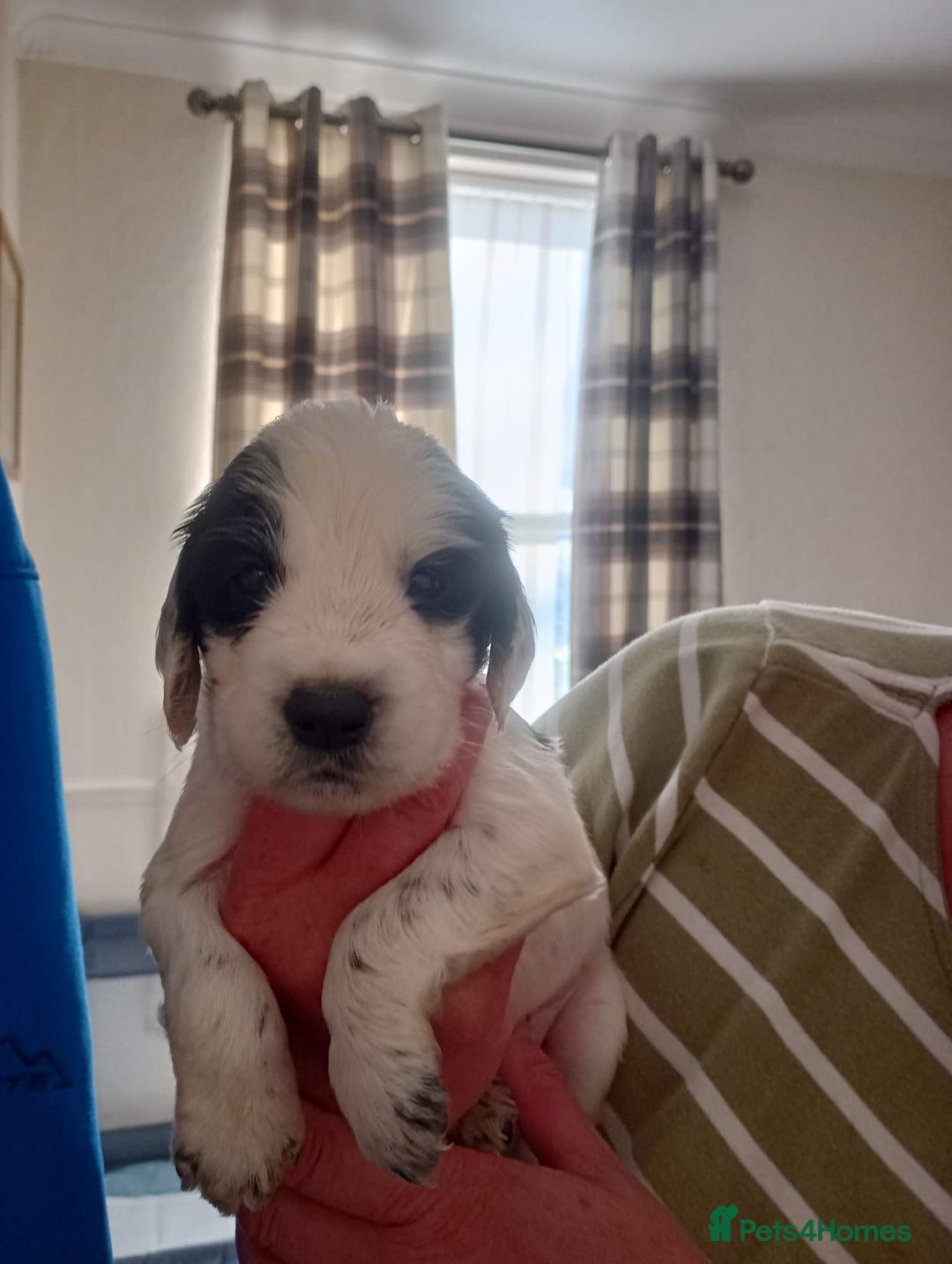 Sprocker dogs for sale: Sprockers 3/4 Cocker spaniel puppies for sale - Image 29