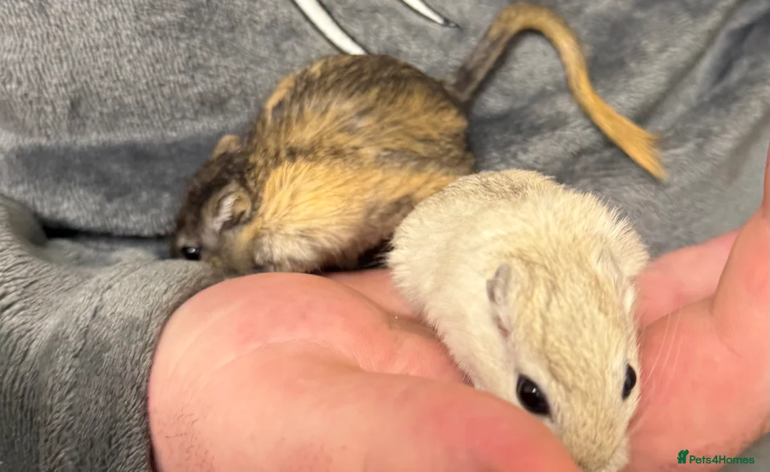 Gerbil rodents for sale: 2 bonded brothers hand tamed 20 pound each  - Advert 4