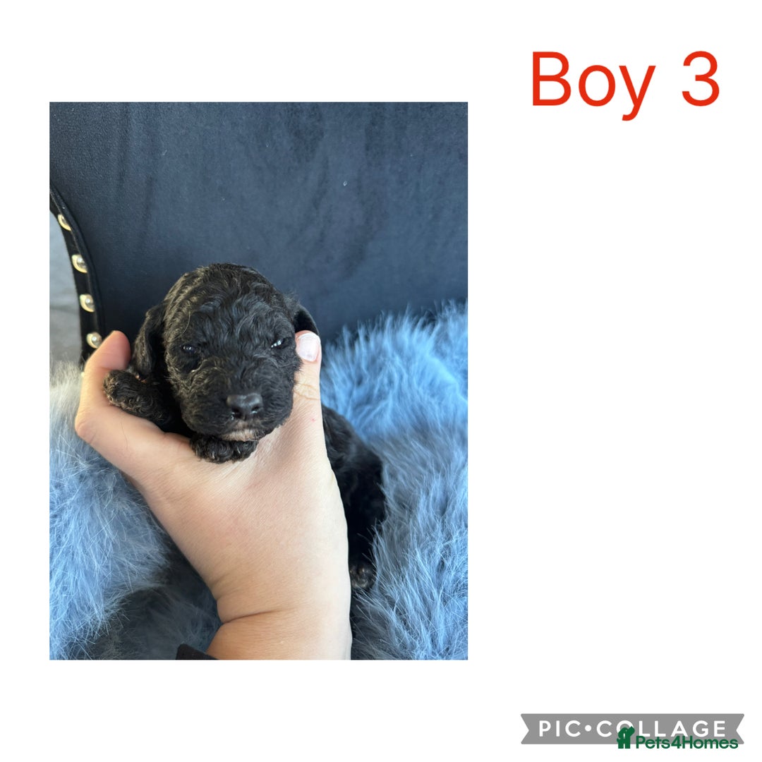 Sheepadoodle dogs for sale: Micro mini Sheepadoodles  - Advert 5