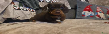 Miniature Dachshund Puppy 3