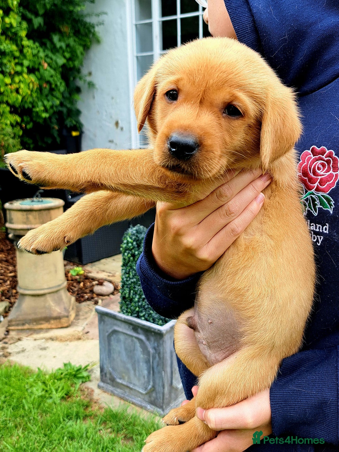 Labrador Retriever dogs for sale: Excellent KC Registered Fox Red Puppies For Sale - Image 9