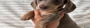 Miniature Dachshund 4
