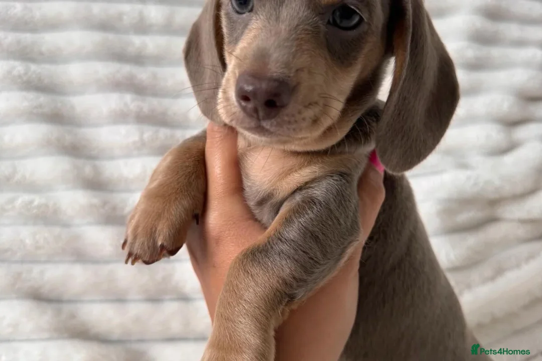 Miniature Dachshund dogs for sale: LOVELY MINIATURE DACHSHUND PUPPIES FOR SALE in Bournemouth - Advert 2