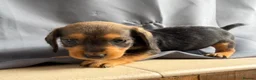 Jackshund dogs for sale: Wire haired dashchund x Jack Russell puppies ❤️  - Advert 6