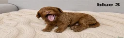 Cockapoo dogs for sale: Cockapoo  in Wolverhampton - Advert 9