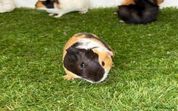 Guinea Pig rodents for sale: Super calm, friendly Guinea pig females  - Image 11
