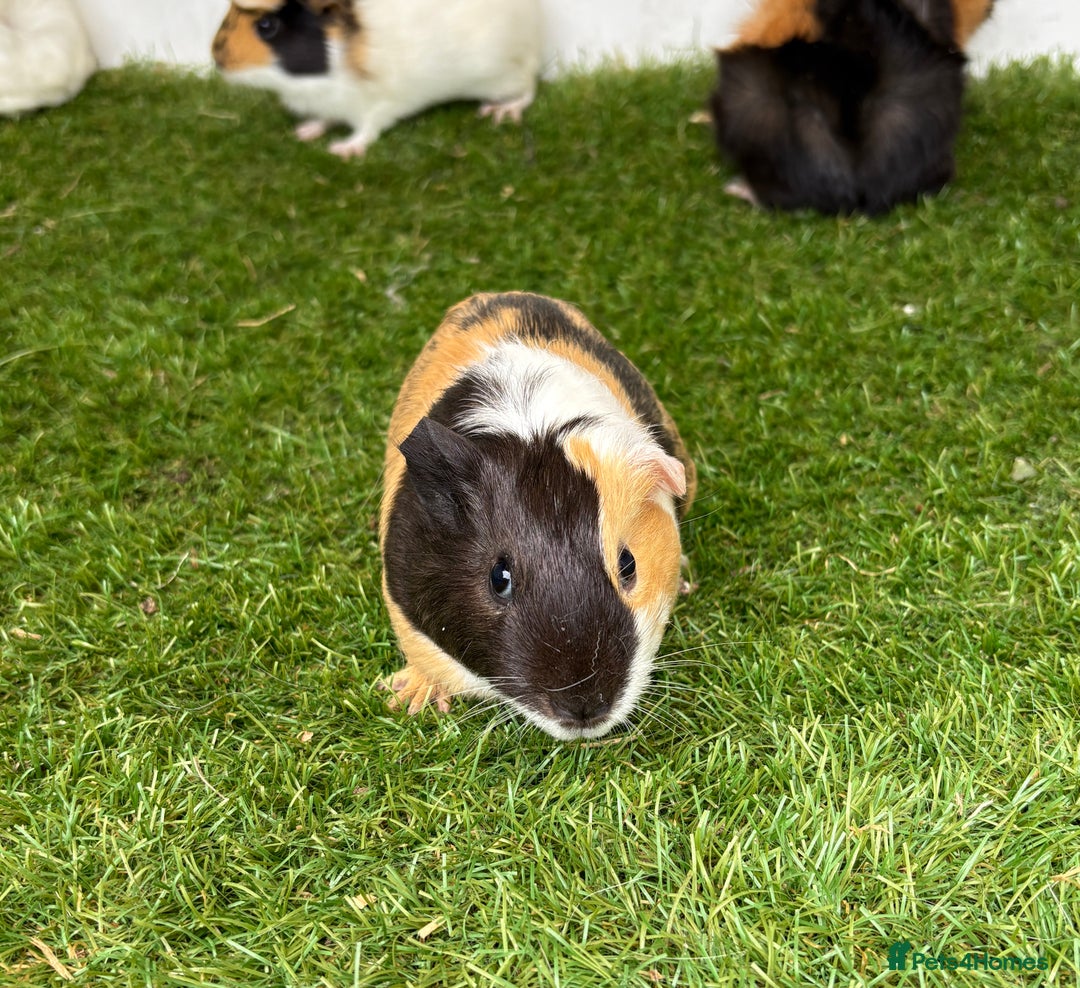 Guinea Pig rodents for sale: Super calm, friendly Guinea pig females  - Image 11