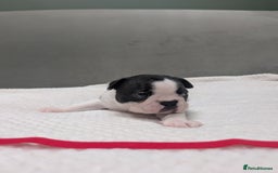 Boston Terrier dogs for sale: Beautiful Boston Boys Ready for Forever Homes - Image 3