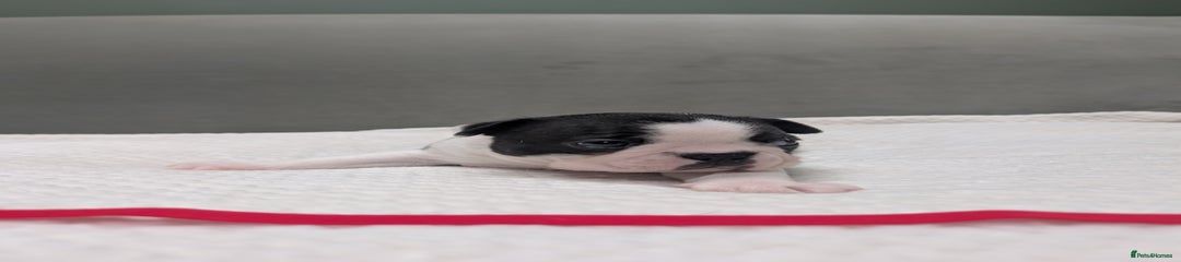 Boston Terrier Puppy - Red