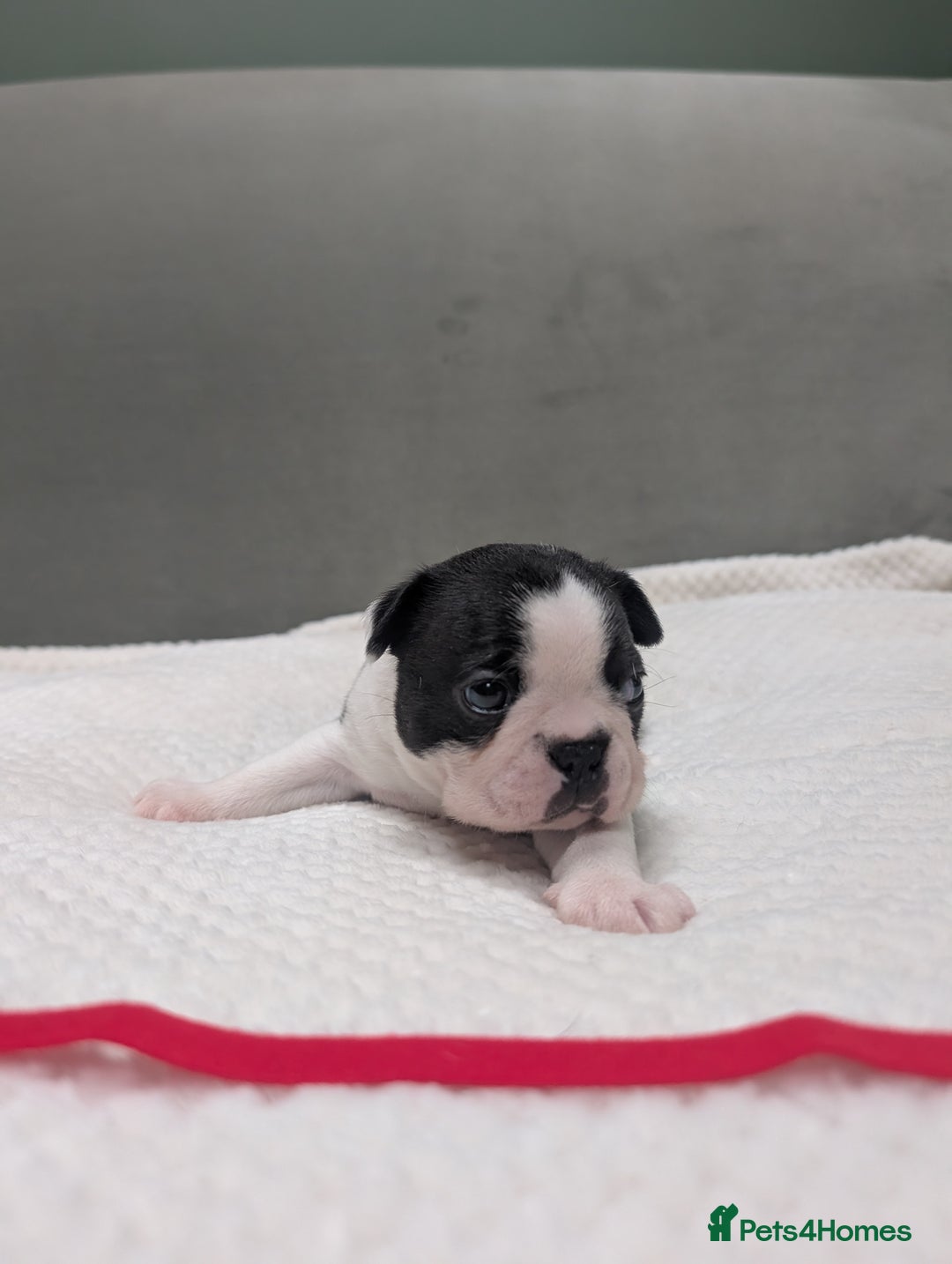 Boston Terrier dogs for sale: Beautiful Boston Boys Ready for Forever Homes - Image 3