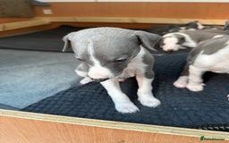 Whippet dogs for sale: Beautiful Blue whippet puppies  - Image 9