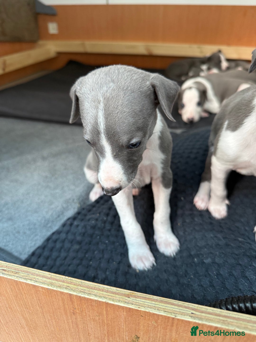 Whippet dogs for sale: Beautiful Blue whippet puppies  - Image 9