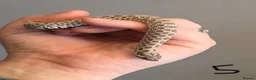 Snake reptiles for sale: Western Hognose Babies - Normal and Axanthics - Advert 4
