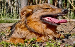 Border Collie dogs for adoption: Frida: From the Side of the Road - Image 3