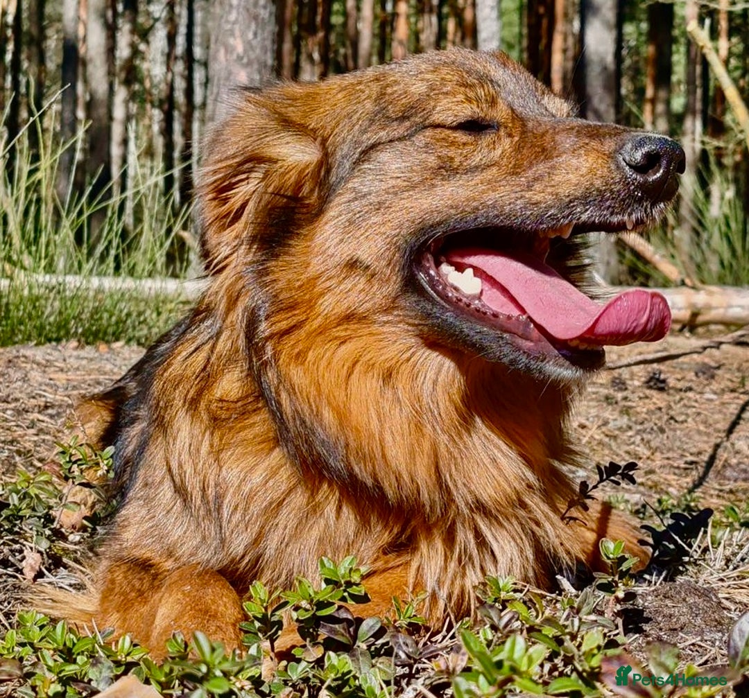 Border Collie dogs for adoption: Frida: From the Side of the Road - Image 3