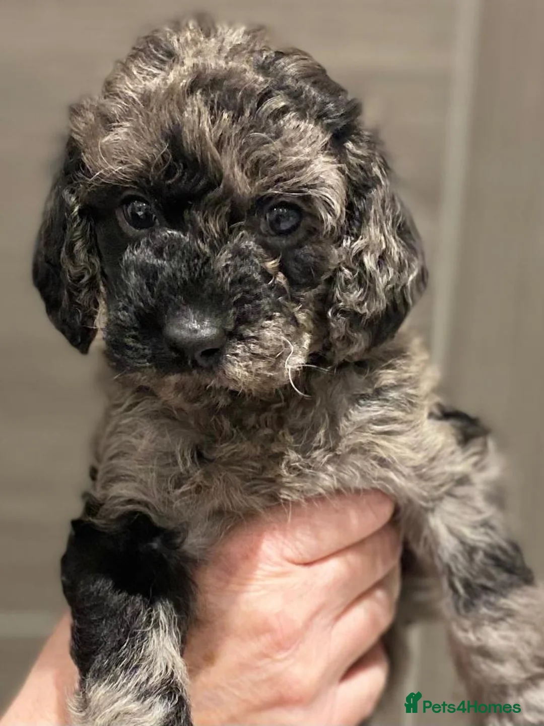Miniature Poodle dogs for stud: Blue Merle Miniature Poodle (PROVEN) Health Tested in Sunderland - Advert 5