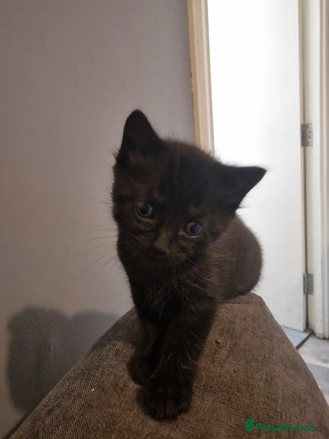 Mixed Breed cats for sale: Long haired kittens - Advert 8