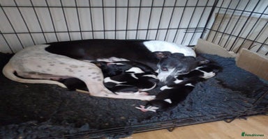 Whippet dogs - Advert 15