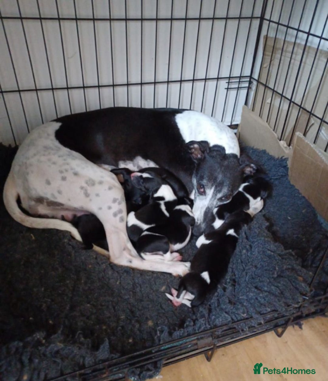 Whippet dogs for sale: Whippets  - Image 3