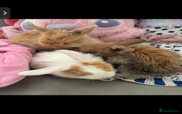 Mini Lop rabbits for sale: Mini Lop/Lion Lop babies - Image 10
