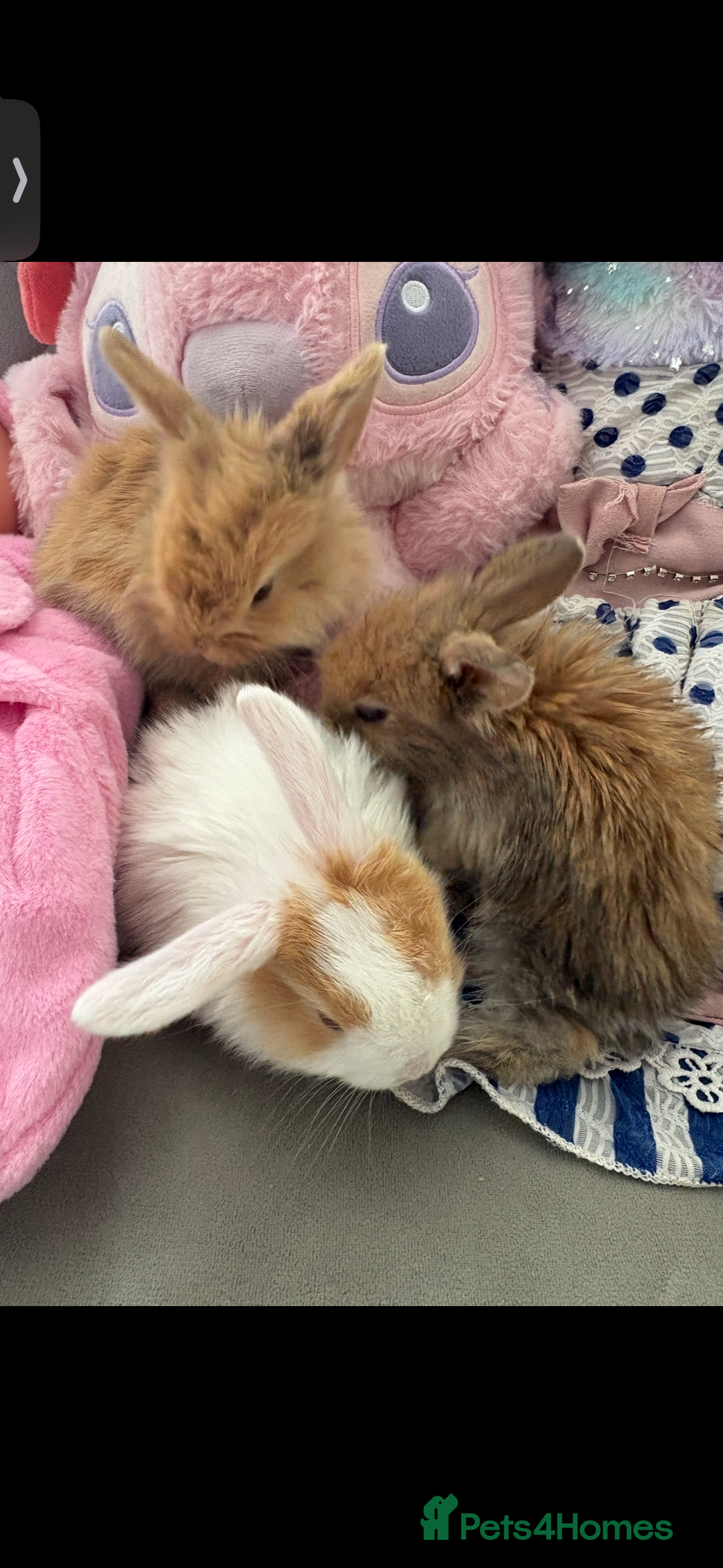 Mini Lop rabbits for sale: Mini Lop/Lion Lop babies - Image 10