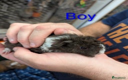 Guinea Pig rodents for sale: Stunning baby Lunkarya guinea pigs! 😍 - Image 7