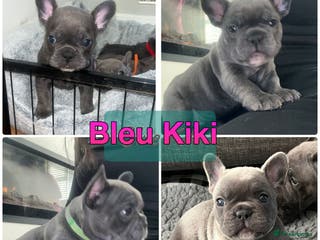 French Bulldog dogs ❤️last girl waiting for forever home kc registered - Advert 6