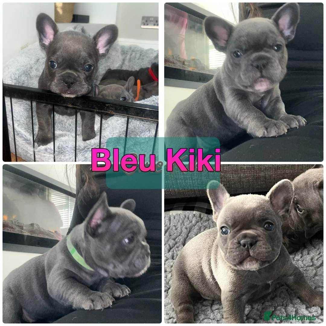 French Bulldog dogs for sale: Kc registered girl ready to go now - Advert 4