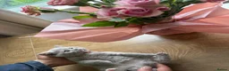 British Shorthair cats for sale: 🩷8 week old Lilac British Shorthair kitten🩷 - Advert 10