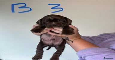 Mixed Breed dogs - Advert 10
