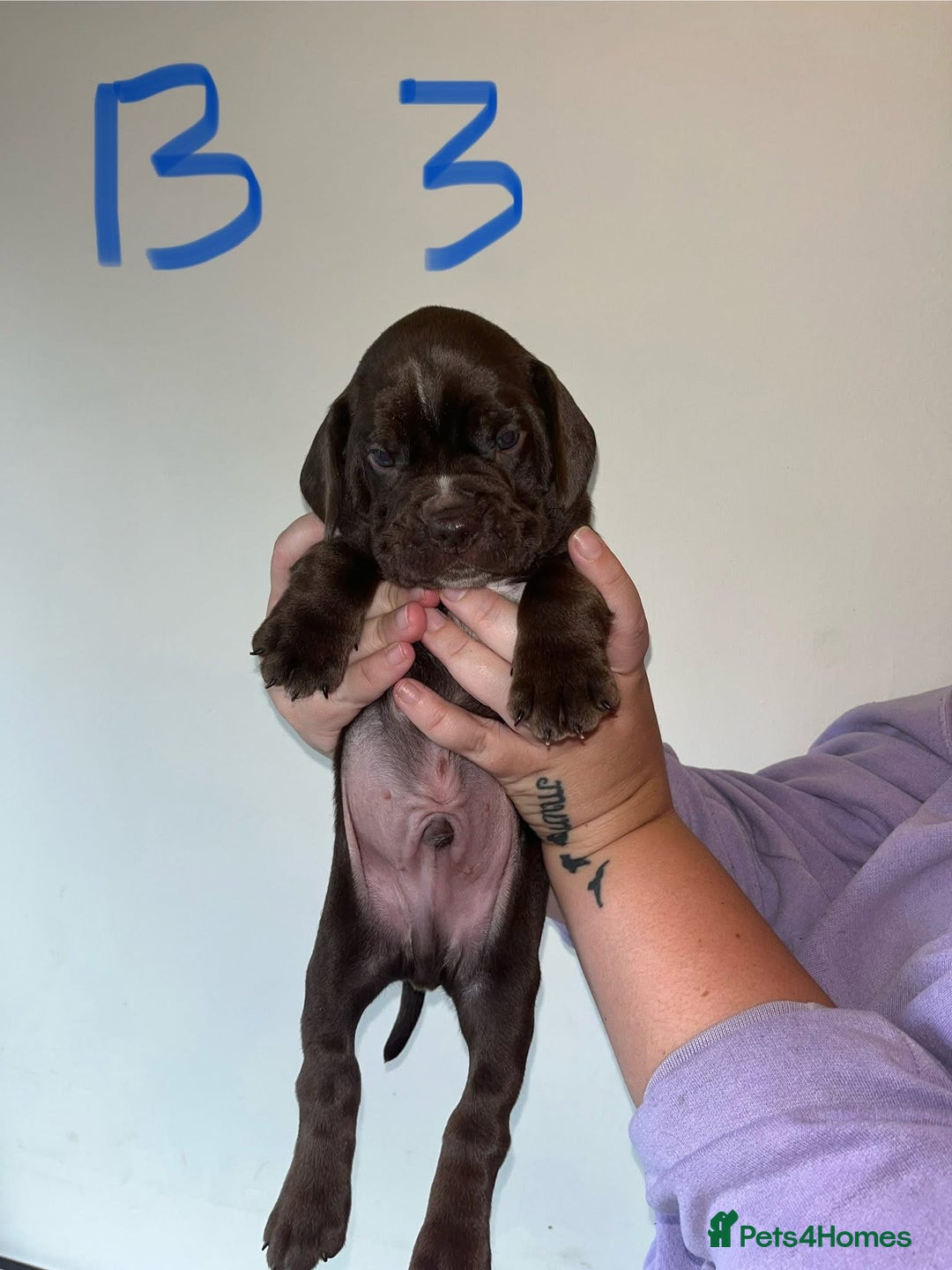 Mixed Breed dogs for sale: Puppies - Image 3