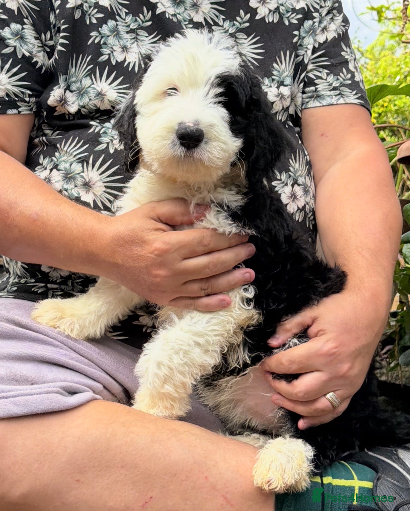 Mixed Breed dogs Ready Now* 1 Female Sheepadoodle Pup Doodles OES - Advert 2