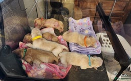 Golden Retriever dogs for sale: Golden Retriever Pups for Sale will be Ready Soon - Image 5
