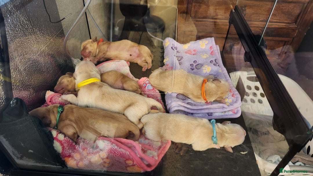 Golden Retriever dogs for sale: Golden Retriever Pups for Sale will be Ready Soon - Image 5
