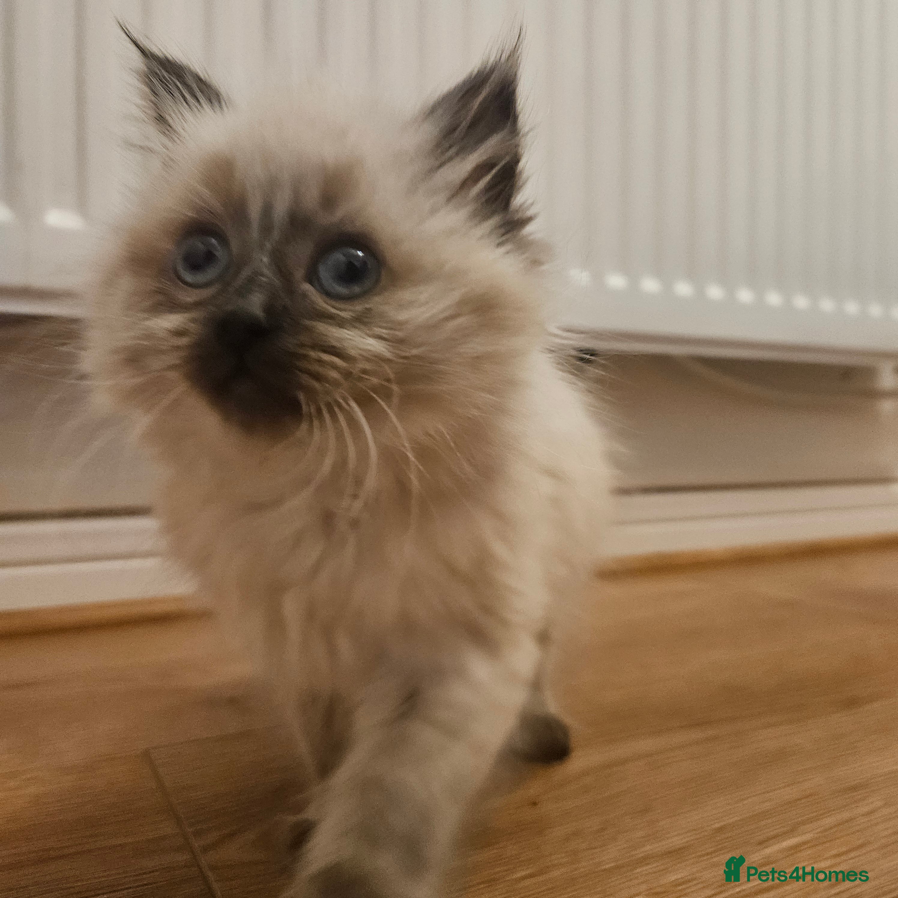 Ragdoll cats Beautiful kitten male and female  - Advert 1