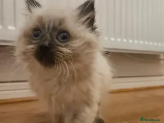 Ragdoll cats Beautiful kitten male and female - Advert 1