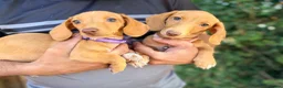 Miniature Dachshund dogs for sale:  💖  Lola 💖 - Advert 1