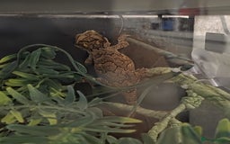 Gecko reptiles for sale: Gargoyle gecko and full set up - Image 5