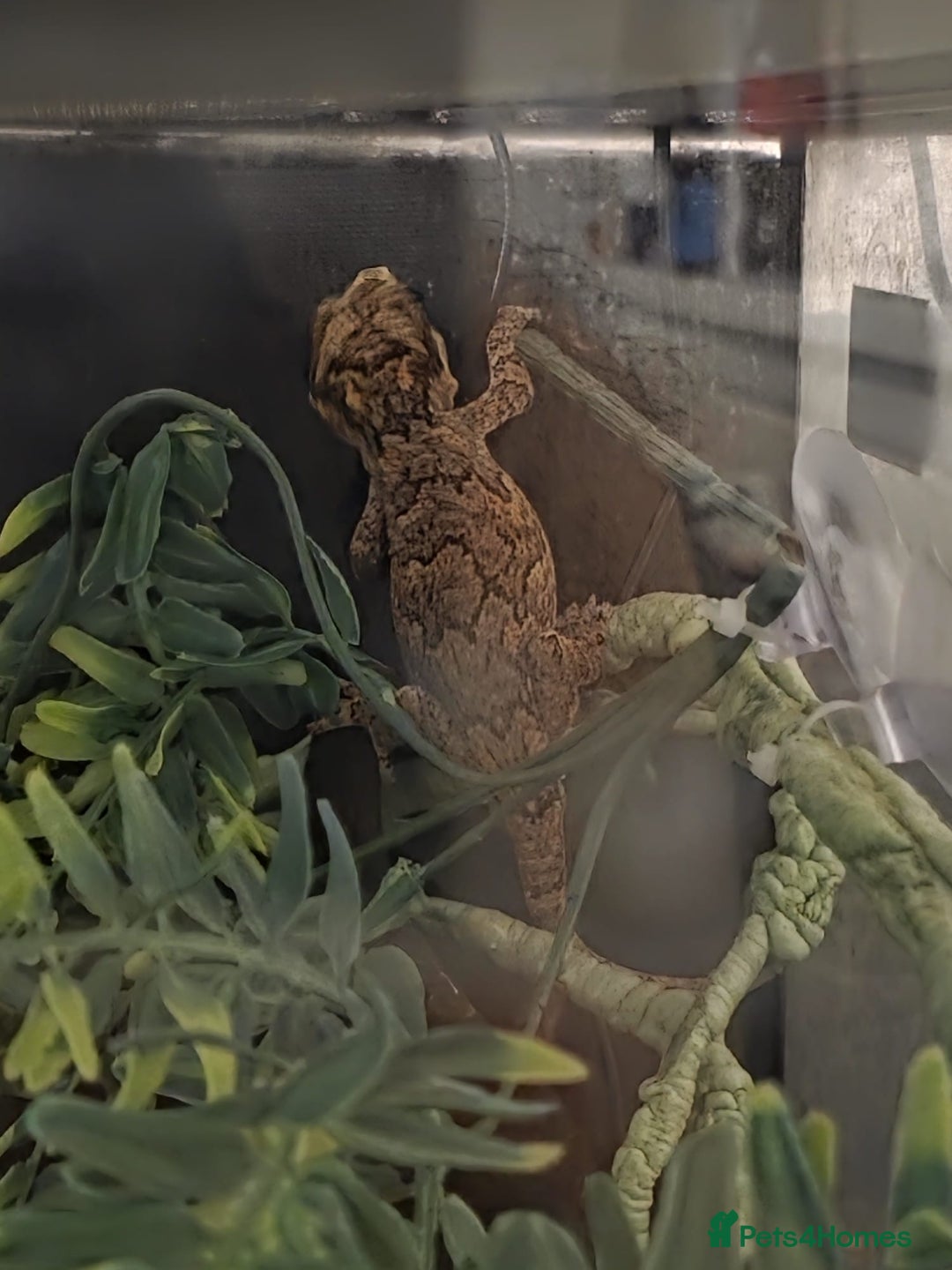 Gecko reptiles for sale: Gargoyle gecko and full set up - Image 5