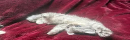Mixed Breed cats for sale: Persian chinchilla x ragdoll boy (reduced)  - Advert 2