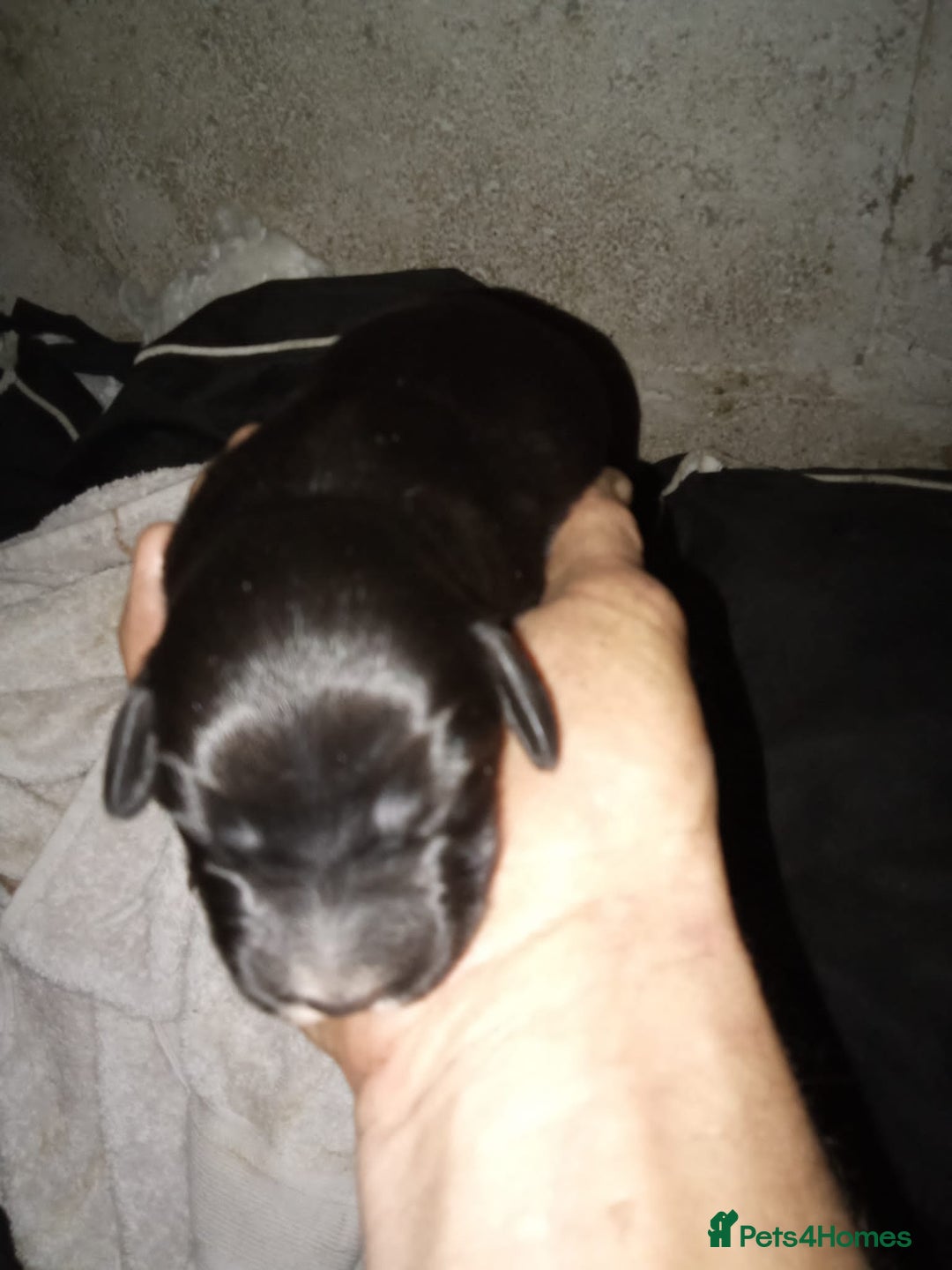Sprocker dogs for sale: Sprocker pups  - Image 4